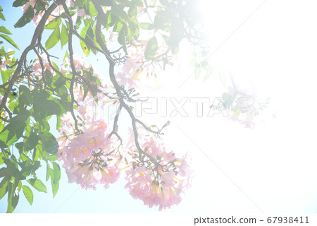 背光ippe羅莎 背光ippe羅莎 67938411