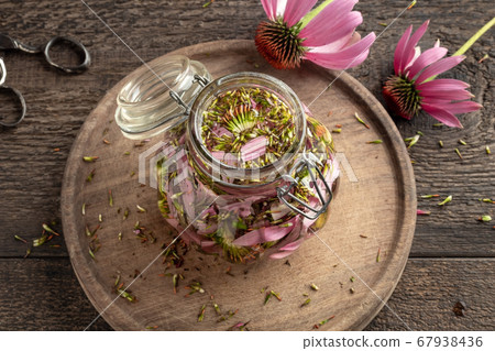 Preparation of echinacea tincture in a glass jar Preparation of echinacea tincture in a glass jar 67938436