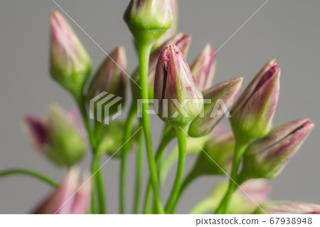 Extreme close-up photo Chives or Allium Extreme close-up photo Chives or Allium 67938948