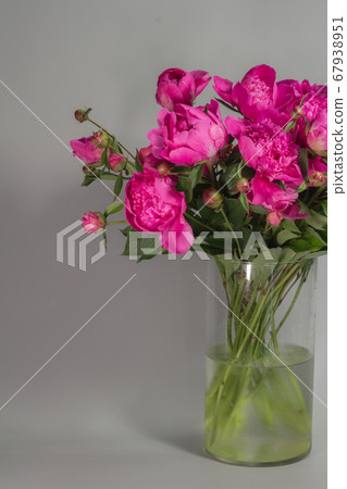 Bouquet of pink peonies in glass vase on gray 67938951