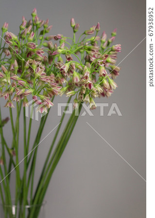 Chives or Allium schoenoprasum blooming flowers in 67938952