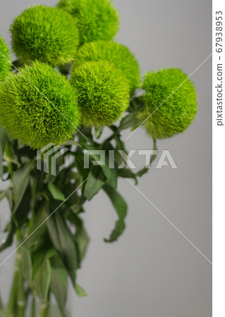 Bunch of dianthus barbatus in glass vase on gray Bunch of dianthus barbatus in glass vase on gray 67938953