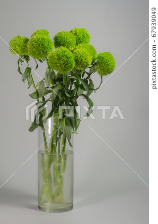 Bunch of dianthus barbatus in glass vase on gray Bunch of dianthus barbatus in glass vase on gray 67939049