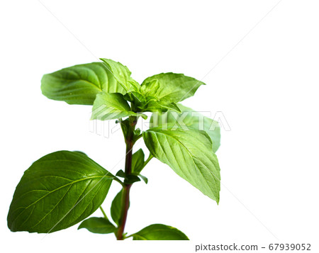 Branch of fresh green basil leaves plant Branch of fresh green basil leaves plant 67939052