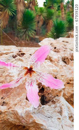 Close up flower of the Silk Floss Tree (Chorisia speciosa or Ceiba speciosa). A large pink flower lies on a beige stone background. Beauty wildlife and Geology concept, vertical photo, Selective focus 67939120