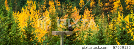 Bald Eagle wildlife in Alaska forest in autumn foliage trees background panorama banner 67939123