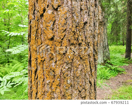 Tree in the forest. Tree bark, trunk close-up. The golden texture of the bark of an old tree. 67939211