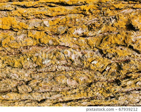 Tree bark, trunk close-up. The golden texture of the bark of an old tree. Tree bark, trunk close-up. The golden texture of the bark of an old tree. 67939212