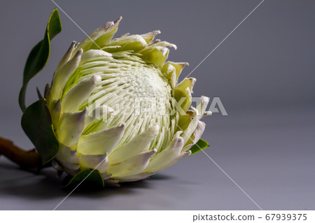 Extreme close-up white king protea flower on gray 67939375