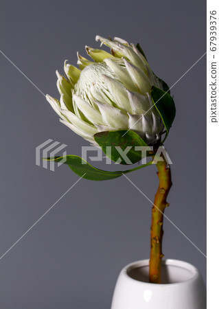 Close-up white king protea flower in minimalistic Close-up white king protea flower in minimalistic 67939376