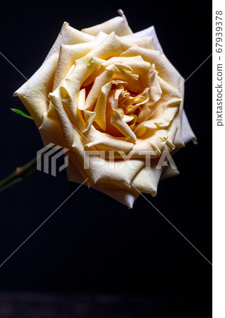 Beautiful beige rose with blossoming petals on Beautiful beige rose with blossoming petals on 67939378