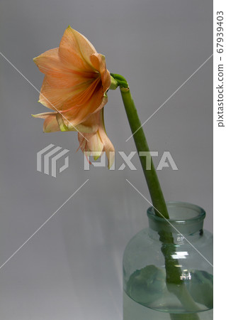 Close-up peach colour hippeastrum flower in vase Close-up peach colour hippeastrum flower in vase 67939403