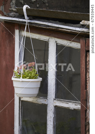 Flower pot with petunias on old peeling window Flower pot with petunias on old peeling window 67939445