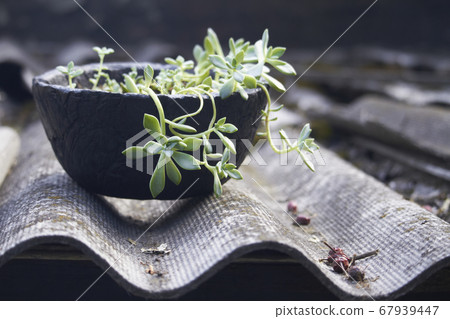 Green succulent plant in black concrete planter on Green succulent plant in black concrete planter on 67939447