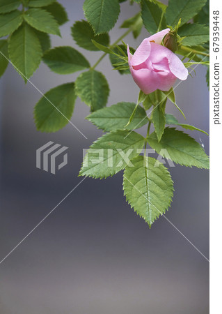 Blooming pink wild rose flower, dog rose, rosa Blooming pink wild rose flower, dog rose, rosa 67939448