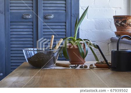 Home garden concept, houseplanting flowers, 67939502