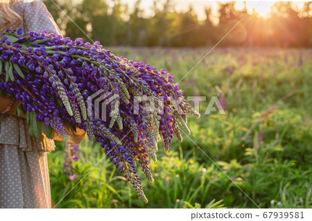 A bouquet of blooming lupines in the hands of a girl against the background of a field at sunset A bouquet of blooming lupines in the hands of a girl against the background of a field at sunset 67939581