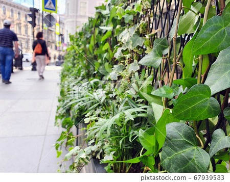 Vertical gardening. Fence of greenery on the summer terrace of a cafe. Vertical gardening. Fence of greenery on the summer terrace of a cafe. 67939583