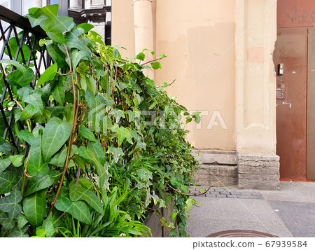 Vertical gardening. Fence of greenery on the summer terrace of a cafe. Vertical gardening. Fence of greenery on the summer terrace of a cafe. 67939584