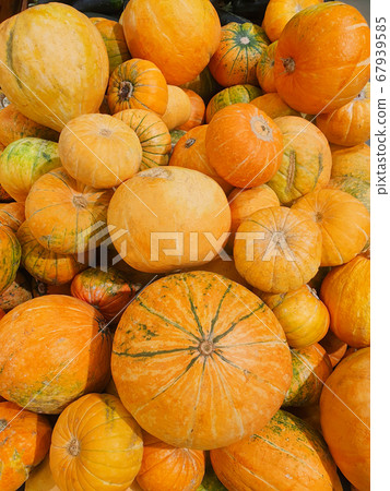 Orange / yellow pumpkins a lot. Gourd harvest. Farm organic food, vegetarian food concept. Vertical photo. 67939585