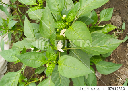 foliage and flowers of pepper, top view. Organic food concept. foliage and flowers of pepper, top view. Organic food concept. 67939810