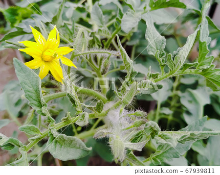 Yellow tomato flower. Close-up, details. Yellow tomato flower. Close-up, details. 67939811
