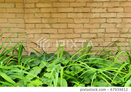Greenery along the path and on the background of a brick wall. Greenery along the path and on the background of a brick wall. 67939812