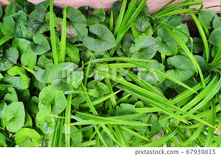 Plant leaves in the garden. Abstract green leaves texture. 67939815