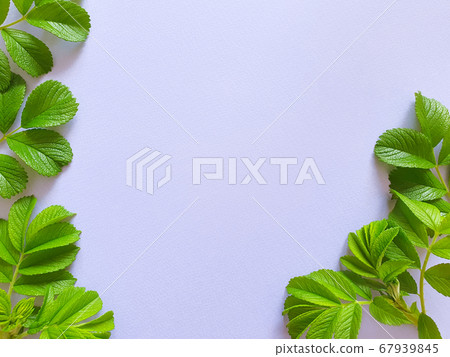 Frame of juicy fresh greens on a gently purple background with a watercolor paper texture. Product background and basis for invitations and cards. Flower flat lay, top view, lifestyle. Frame of juicy fresh greens on a gently purple background with a watercolor paper texture. Product background and basis for invitations and cards. Flower flat lay, top view, lifestyle. 67939845