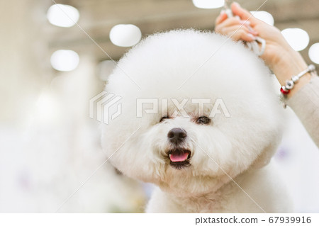 Dog Bichon Frise with a white coat on a background dogshow.	 67939916