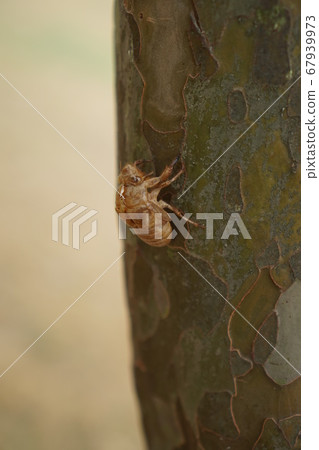Metamorphosis process of insect cicada attached to a tree Pupa and molting, growth, cicadas molting 67939973