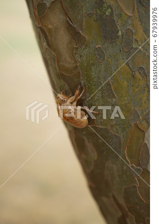 Metamorphosis process of insect cicada attached to a tree Pupa and molting, growth, cicadas molting Metamorphosis process of insect cicada attached to a tree Pupa and molting, growth, cicadas molting 67939976