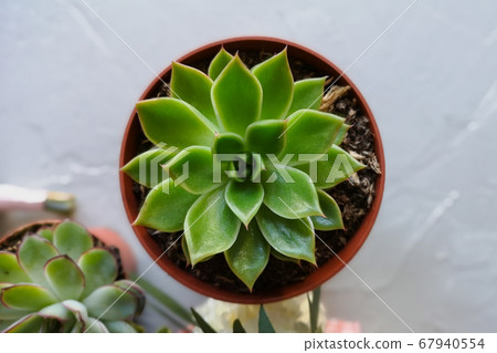 top view of succulent in a pot on a gray background. flat lay 67940554