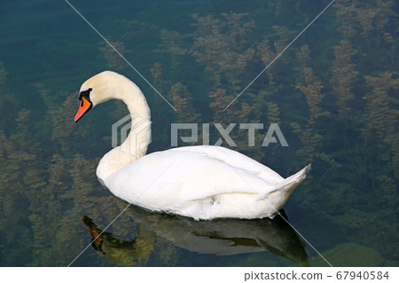 A white swan swims in clear cold water. A white swan swims in clear cold water. 67940584