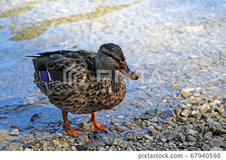 Beautiful wild wet duck on the shore of the lake. Beautiful wild wet duck on the shore of the lake. 67940598