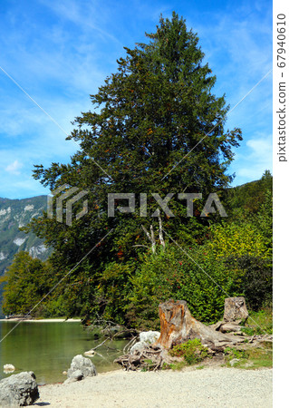 Beautiful green tree near the shore of a mountain Beautiful green tree near the shore of a mountain 67940610