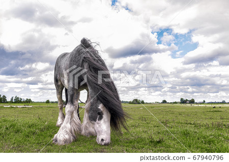 Beautiful Dutch Draft horse grazing in a meadow Beautiful Dutch Draft horse grazing in a meadow 67940796