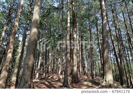 Hinoki no Mori Hinoki no Mori 67941178