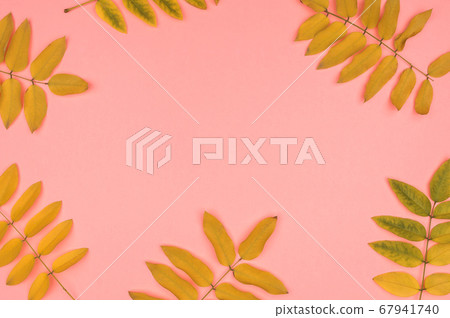 Autumn leaves of acacia in the background. Autumn leaves of acacia in the background. 67941740