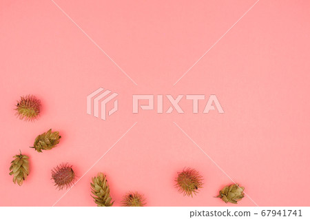 Hop cones and castor beans on a pink background. Hop cones and castor beans on a pink background. 67941741