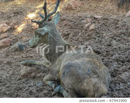 a beautiful antelope is sitting alone. High quality photo a beautiful antelope is sitting alone. High quality photo 67941900