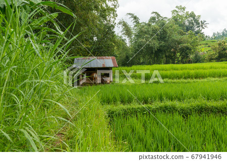 Rice paddies at Bali Rice paddies at Bali 67941946