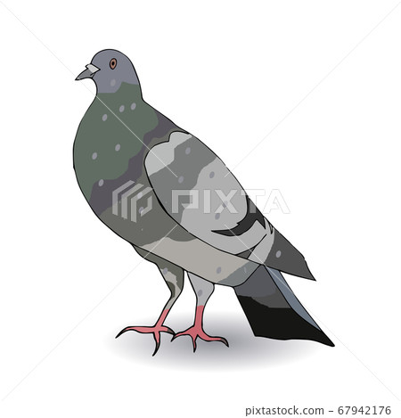 Colored Gray Dove Stands On Its Feet On A White Stock Illustration 67942176 Pixta