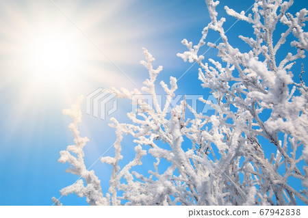 The branches of the trees are covered with snow against the blue sky with sunlight. Clear frosty The branches of the trees are covered with snow against the blue sky with sunlight. Clear frosty 67942838