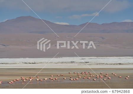 Red waters and flamingos at Colorada Lagoon - South of Bolivia. 67942868