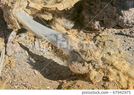 Bones and flesh at Colorada Lagoon - South of Bolivia. 67942975