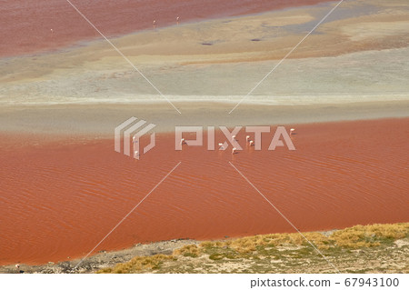 Red waters and flamingos at Colorada Lagoon - South of Bolivia. Red waters and flamingos at Colorada Lagoon - South of Bolivia. 67943100