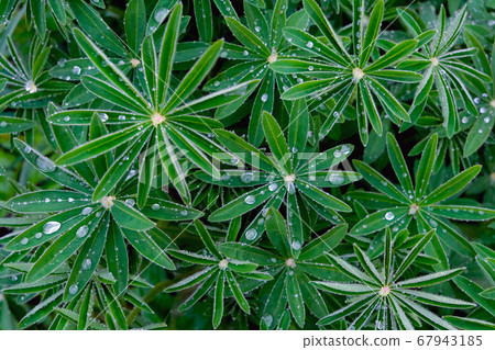 Close up of green leaves in dew drops. 67943185