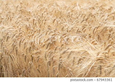 Wheat Autumn Beer barley in the golden harvest season Wheat field (May) 67943361