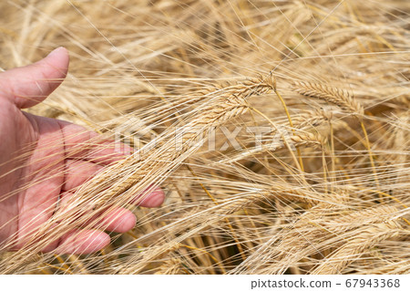 Men's wheat field (May) who checks the ears of beer at the harvest season Men's wheat field (May) who checks the ears of beer at the harvest season 67943368